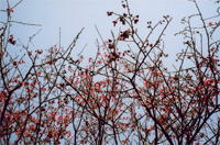 山櫻花－陽明山花季的代表花