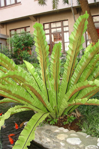 山蘇花－蕨類植物是世界最古老的植物