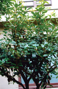 竹柏－葉似竹葉的裸子植物
