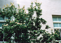 厚葉石斑木－分隔島上的梅花