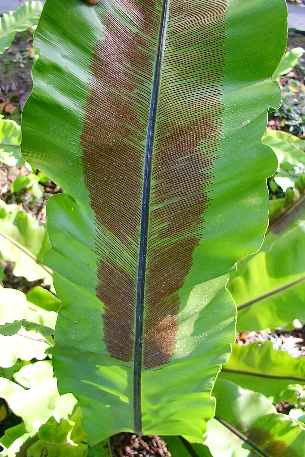 山蘇花－蕨類植物是世界最古老的植物