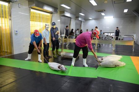 行政院長蘇貞昌視察東港魚市場3 　共14張