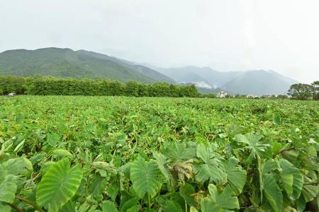 2024年7月27日行政院長卓榮泰視察芋頭農作災損情形 _4_　共9張