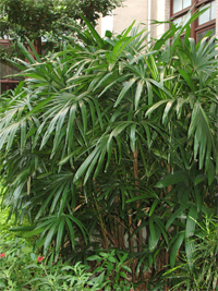觀音棕竹－竹報觀音見菩薩 (院區開放參觀網路導覽-網路導覽)