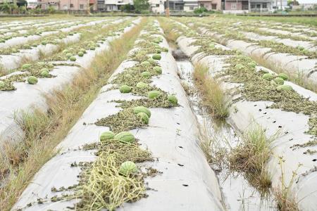 行政院副院長鄭麗君視察西瓜農作災損情形　共14張