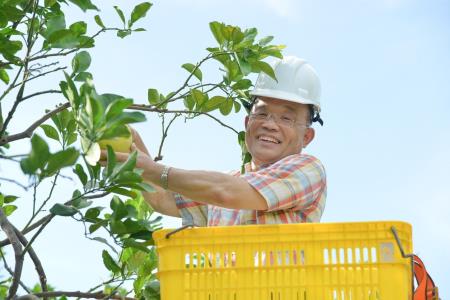 2022年8月27日行政院長蘇貞晶出席麻豆農會文旦尬文創活動2662554