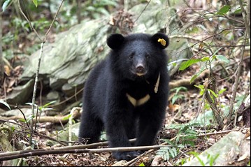 臺灣黑熊為臺灣特有亞種瀕臨絕種野生動物。