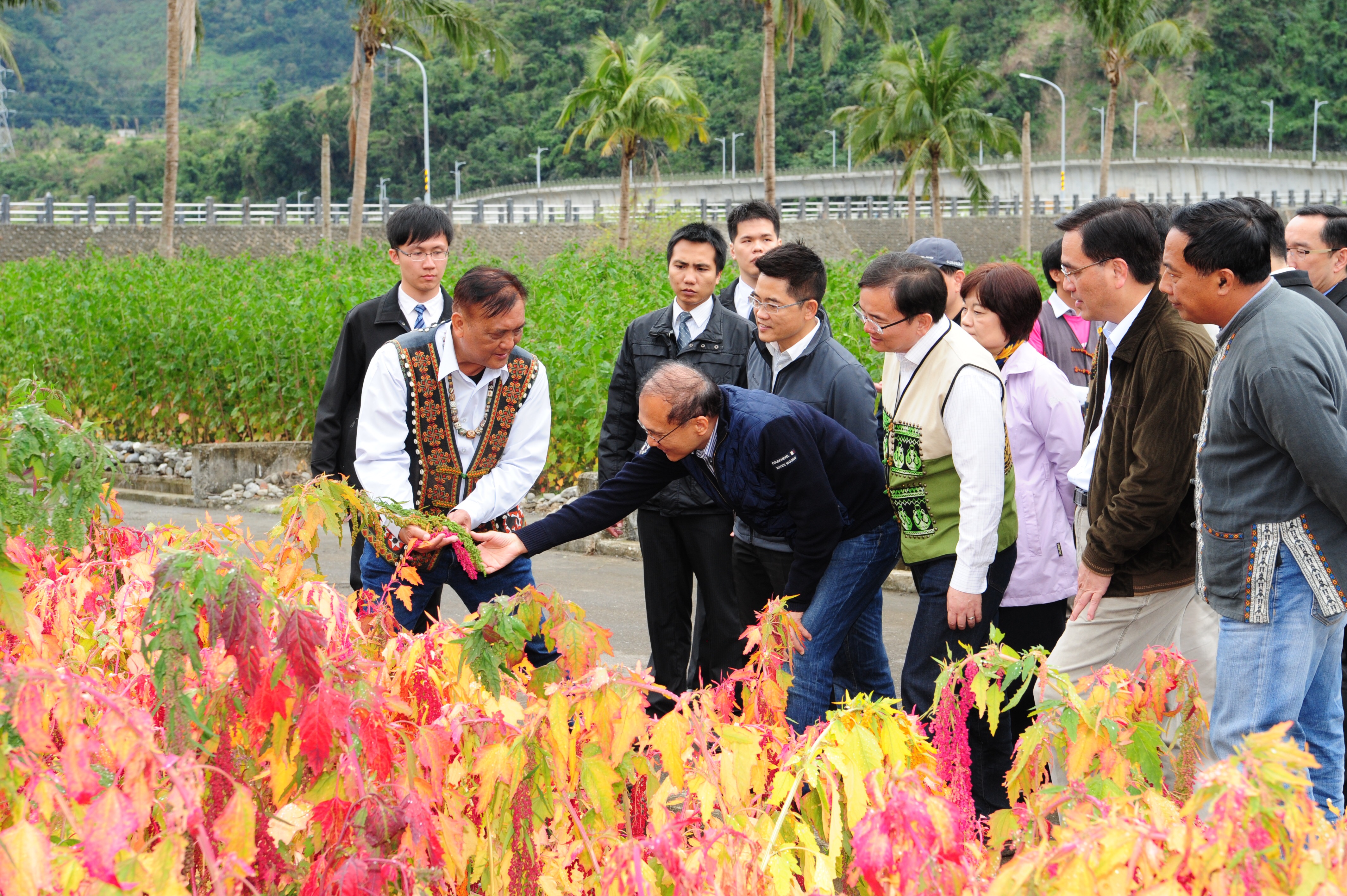 林揆參訪原住民族傳統作物產業現況  盼提升在地經濟附加價值　共5張