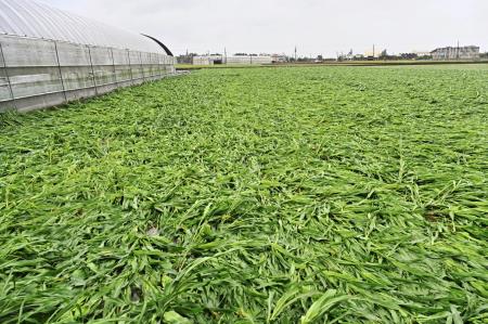 視察青蔥、落花生等農作災損情形 　共14張
