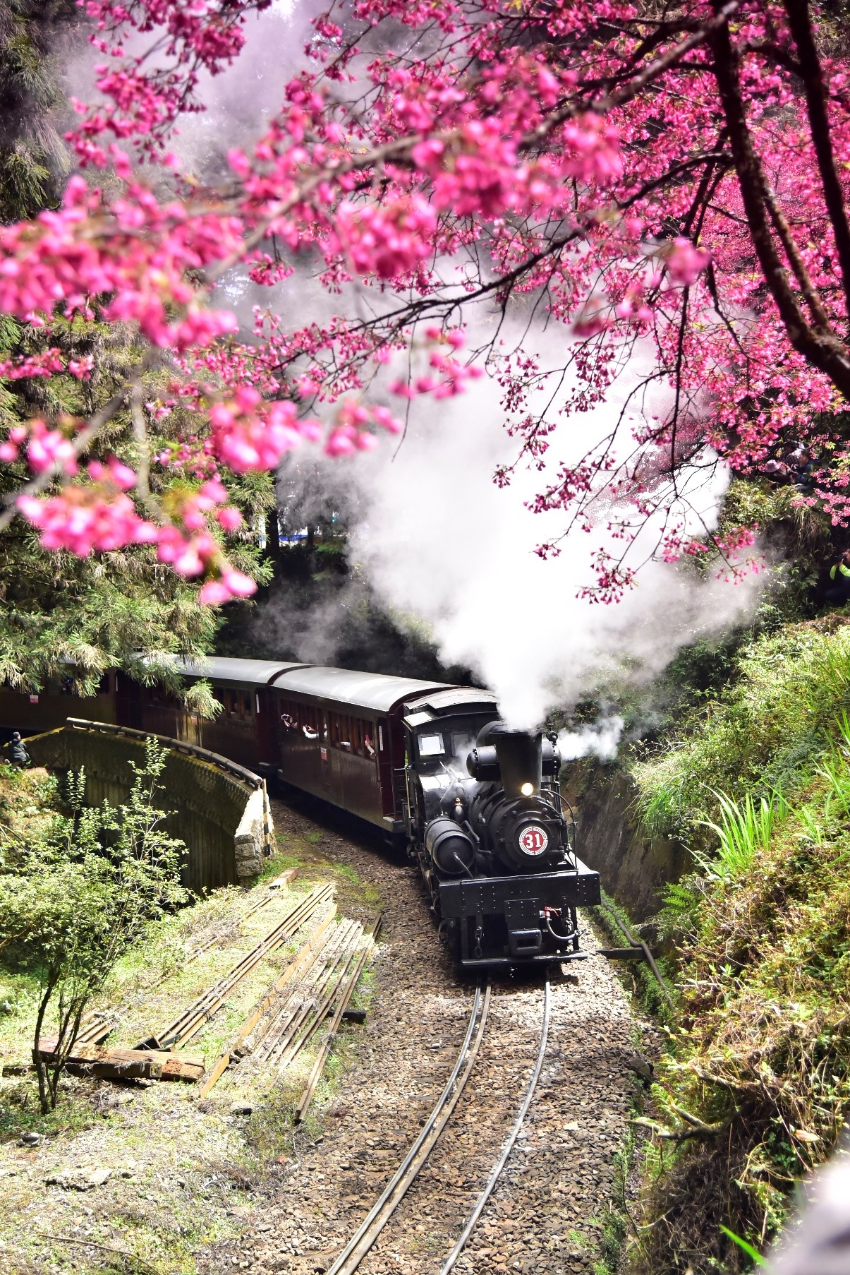 阿里山緋紅的櫻花及蒸汽老火車。（圖／阿里山國家風景區管理處管理處提供；呂可喜先生拍攝）