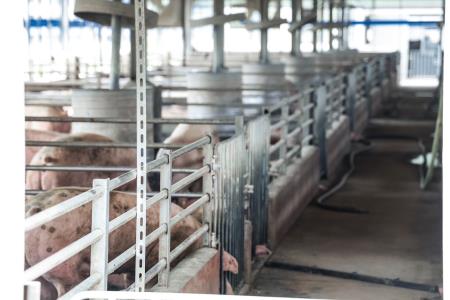 2026年4月18日行政院長卓榮泰參訪彰化漢寶牧場產業淨零轉型與智慧升級示範場域 　共8張