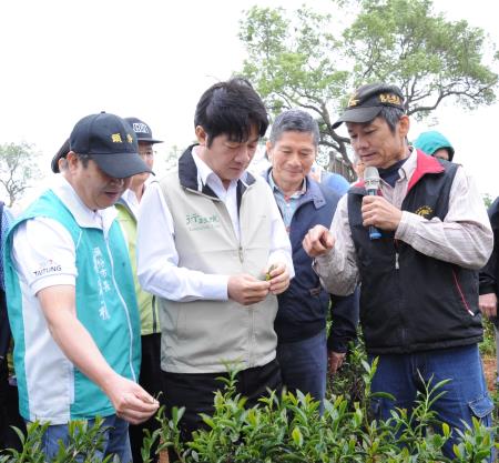 參訪日新茶園_1